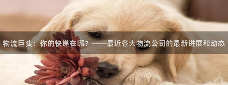 多多28软件堵什么反什么：物流巨头：