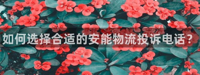 多多28充值不到账怎么回事：如何选择合适的安能物流投诉电话？